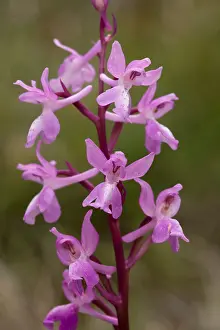 Differential Focus Prints: Lange's Orchid (Orchis langei) in the Early Purple Orchid group, Andalucia, Spain
