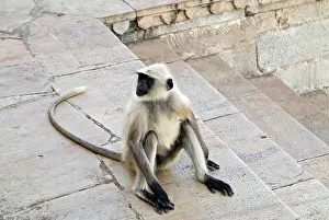 Mischievous Prints: A LANGOOR SITTING BY THE DOOR STEP