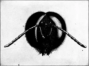 Fertilization Prints: Langstroth's classic work on beekeeping explores the behavior of honeybees