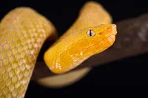 Pitviper Prints: Lansberg's gold hognosed pitviper (Porthidium lansbergii rozei)