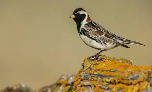 Ken Archer Prints: Lapland longspur in it's summer home on the arctic tundra of the Seward Peninsula