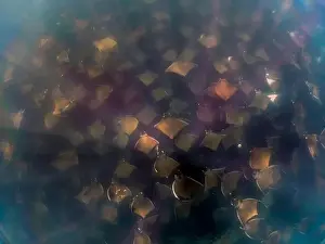 Baja California Sur Prints: A large aggregation of Munk's Devil Rays aka Mobula Rays (Mobula munkiana) in Baja California Sur
