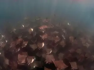 Baja California Sur Prints: A large aggregation of Munk's Devil Rays aka Mobula Rays (Mobula munkiana) in Baja California Sur