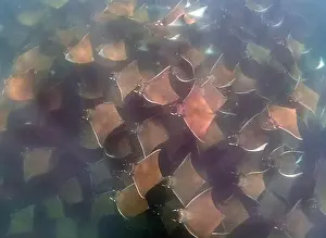 Baja California Sur Prints: A large aggregation of Munk's Devil Rays aka Mobula Rays (Mobula munkiana) in Baja California Sur
