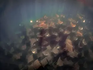 Baja California Sur Prints: A large aggregation of Munk's Devil Rays aka Mobula Rays (Mobula munkiana) in Baja California Sur