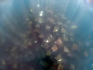 Baja California Sur Prints: A large aggregation of Munk's Devil Rays aka Mobula Rays (Mobula munkiana) in Baja California Sur