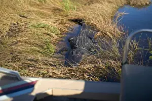Basking Prints: Large alligator resting among marsh grass near water in a sunny wetland environment