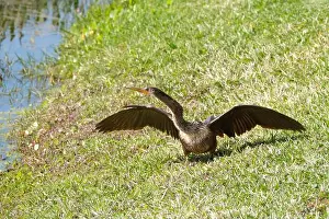 Fort Myers Prints: A large anhinga bird just out of the water stretches its wings and neck to dry them in the sun