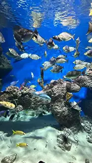 Tint Prints: Large aquarium with many fish swimming in it
