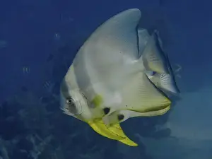 Bony Fishes Prints: Large batfish with yellow fins
