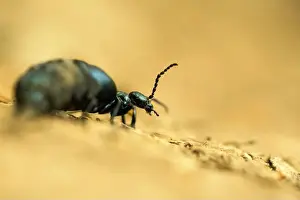 Terrestrial Prints: A large beetle on a simple background