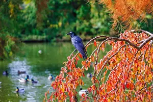 Botanical Garden Prints: A large black carrion crow (Corvus corone) perches in a tree with autumn colours in RHS Garden Wisley