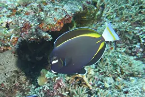 Dive Site Prints: Large blue fish with yellow stripes
