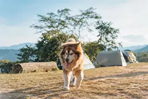 Loyal Prints: Large brown fluffy Alaskan Malamute dog with thick fur running with cheerful in camping area on the mountain in sunny