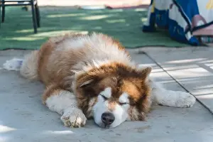 Loyal Prints: Large brown fluffy Alaskan Malamute dog with thick fur sleeping with comfortable