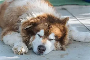 Loyal Prints: Large brown fluffy Alaskan Malamute dog with thick fur sleeping with comfortable