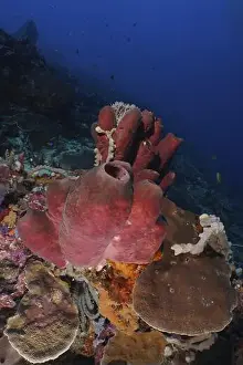 Spongia Prints: Large Brown tube sponge (Porifera) in a colourful underwater world