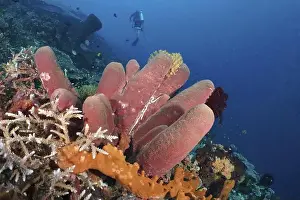 Physical Fitness Prints: Large Brown tube sponge (Porifera) in an underwater landscape