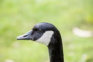 Branta Canadensis Prints: Large Canada Goose with a black head and white neck patch