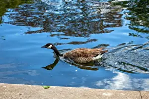 Branta Canadensis Prints: Large Canada Goose with a black head and white neck patch