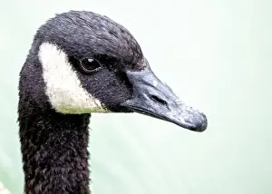 Branta Canadensis Prints: Large Canada Goose with a black head and white neck patch