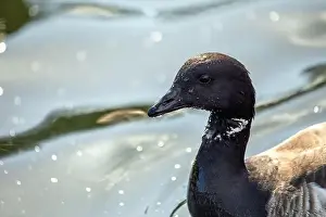 Branta Canadensis Prints: Large Canada Goose with a black head and white neck patch