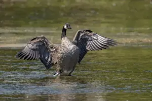 Water Scene Prints: Large Canada Goose with wings extended in water in Ontario Canada