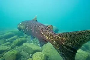 Sport Fishing Prints: Large Chinook salmon in the Morice river, British Columbia, Canada