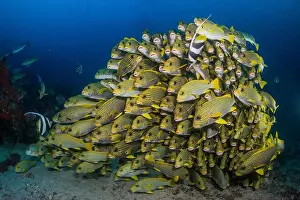 Conformity Prints: Large and compact school of oriental sweetlips with bannerfish, Raja Ampat, Indonesia