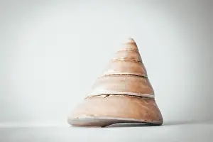 Scallop Prints: Large cone-shaped pearl shell on a blue background, copy space