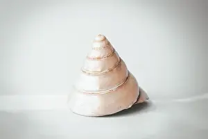 Scallop Prints: Large cone-shaped pearl shell on a blue background, copy space