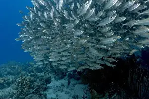 Shimmering Prints: A large, densely packed school of shimmering Bigeye Scad or Selar crumenophthalmus swarms the tropical underwater