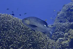 Vital Prints: A large double spotted snapper (Lutjanus bohar) swimming above a living coral reef in the blue ocean