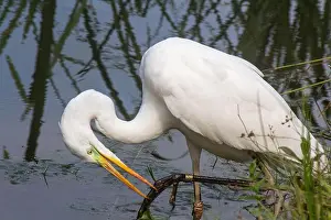 Egret Prints: a large egret bird stands in the water full length portrait