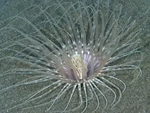 Filigree Prints: Large filigree cylinder rose (Cerianthus filiformis) with long tentacles on sandy seabed