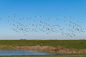 Geese Prints: Large flock or group of Canadian Geese flying over the flooded