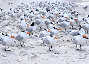 Shorebird Prints: A large flock of Royal Terns facing into a stiff breeze gather on a beach in Naples Florida
