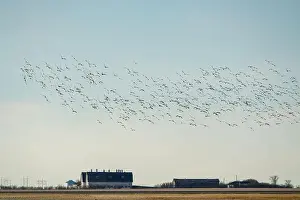 Cloud Sky Prints: Large flock of snow geese flying over a farm in the prairies