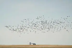 Cloud Sky Prints: Large flock of snow geese flying in formation over a farm