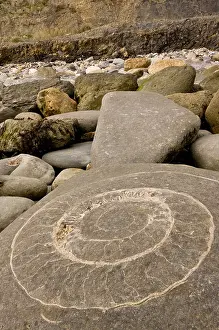 Monmouth Prints: Large fossil ammonites on the beach near Lyme Regis. World Heritage Jurassic Coast, Dorset