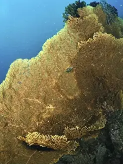 Cnidarians Prints: Large giant fan coral (Annella mollis) with fanned structures in clear water