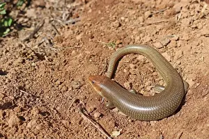 Red Tailed Prints: A Large Gilbert's Skink, Western Red-tailed Skink Subspecies, in California USA