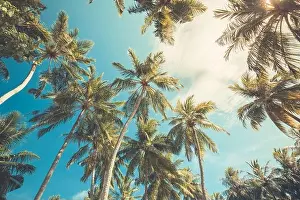 Large green branches on coconut trees against the blue sky in the tropics. Amazing tropical nature foliage, grunge. Tranquil natural environment