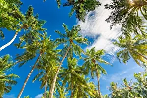 Large green branches on coconut trees against the blue sky in the tropics. Amazing tropical nature foliage, grunge. Tranquil natural environment