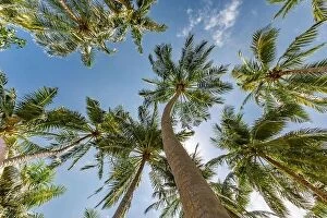 Images Dated 3rd May 2018: Large green branches on coconut trees against the sky in the tropics