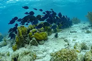 Aquatic Ecosystem Prints: A large group of Acanthurus chirurgus