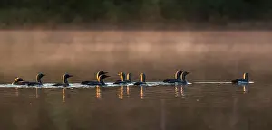Non Urban Prints: Large group of Arctic Loons following each other while floating over water in lake