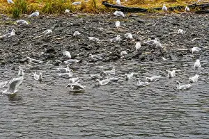 Group Of Animals Prints: Large group of seagulls birds at the Indian River in Sitka, Alaska, to feed on salmon