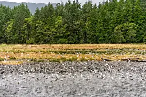 Group Of Animals Prints: Large group of seagulls birds at the Indian River in Sitka, Alaska, to feed on salmon