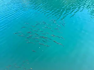 Environments Prints: A large group of small fish swims gracefully in the turquoise waters